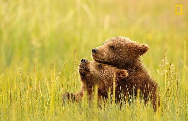 Каждый год жюри этого фотоконкурса выбирает лучшие работы из тех сотен и тысяч снимков, которые приходят к ним из разных концов света.