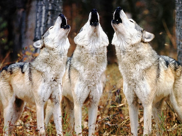 3 722-я жизнь!