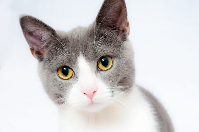 Eğer bir kedi, sahibi onu sebze-ağırlıklı beslenmeye zorladığı için hastalanırsa, sahibi hakkında suç duyurusunda bulunulacak.