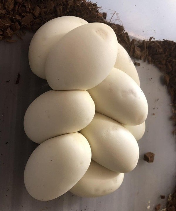 6. А здесь у нас не моцарелла, а яйца питона!