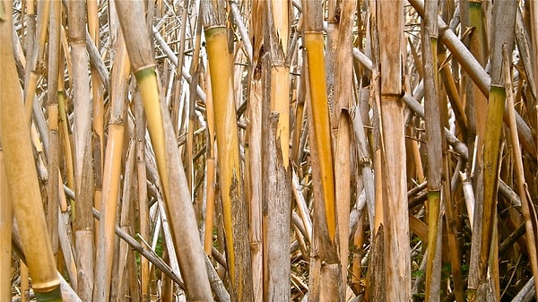 10. Выберите правильный ответ