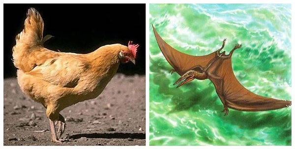 1. Как вы думаете, кто из этих представителей живого мира динозавр: курица или птеродактиль?