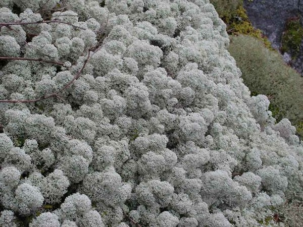 2. Какие растения являются самыми древними на Земле, преобладающее большинство которых живет в пресной или соленой воде?