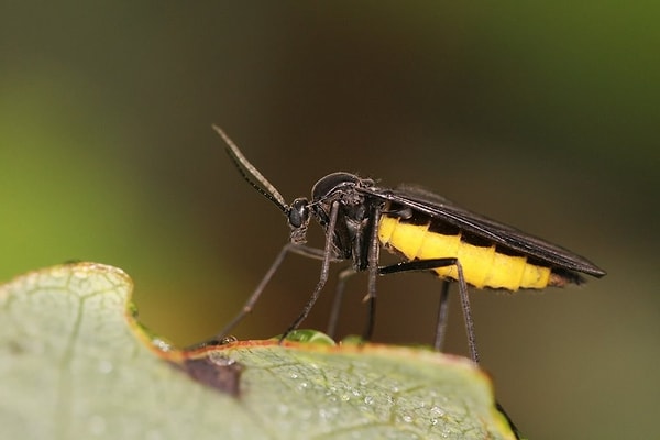 4. Кто из этих животных является насекомоядным млекопитающим?