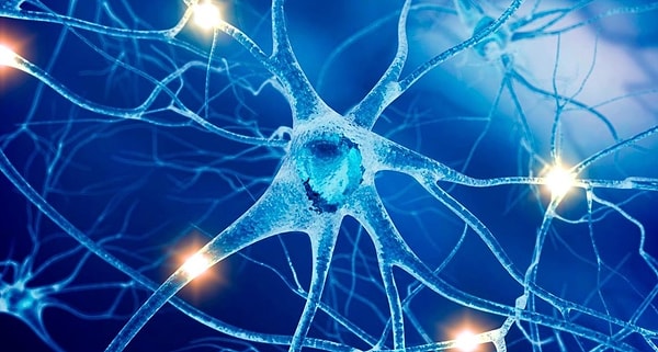 5. Нервная система человека состоит из нервных клеток, которые называются ...