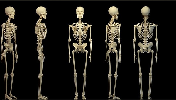 10. Как называется белок, благодаря которому кости являются упругими?