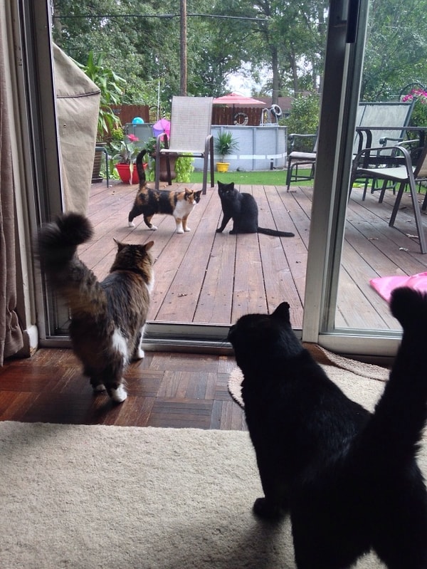 12. Больше похоже на зеркало, чем на стеклянную дверь. Кажется, Матрица не гнушается и животными