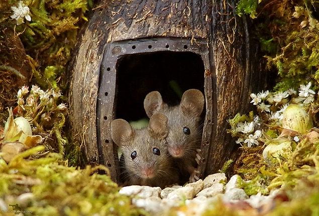 Photographer Simon Dell noticed that there is a family of mice in his garden.