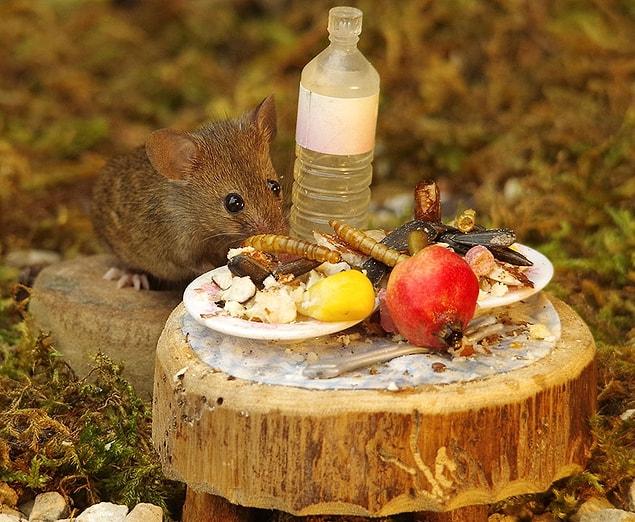 “I had a bit of experience taking photos of wildlife and mice as I also had another mouse that used to live in my garden shed and only come out after dark. He was a wood mouse and we named him Stuart.”