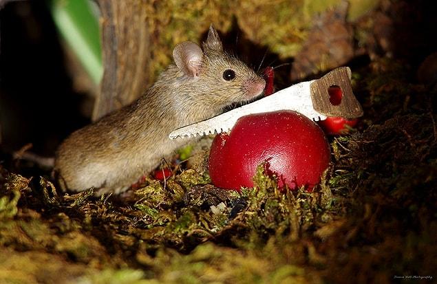 “At first there was just the one mouse. He had a cut in his ear and we called him George. I piled some small logs around a box as a home for the mouse and covered it with moss and straw to give him a little shelter.”