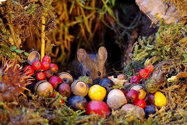 “Knowing mice can have up to 14 babies, I could be building many more log pile rooms. But I have space and don’t mind living alongside such cute and very photogenic little critters.”