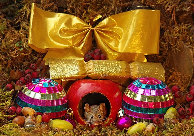 “The mice seem to love the log pile homes and wasted no time in moving in."