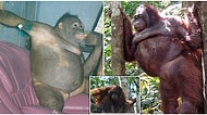 Endonezya'daki Bir Genelevde Çalıştırılan Orangutanın Kurtarılış Hikayesi