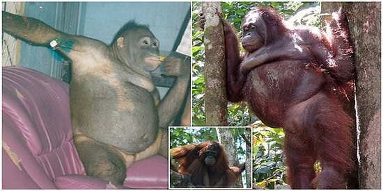 Endonezya'daki Bir Genelevde Çalıştırılan Orangutanın Kurtarılış Hikayesi