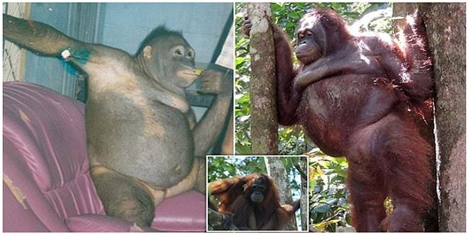 Endonezya'daki Bir Genelevde Çalıştırılan Orangutanın Kurtarılış Hikayesi