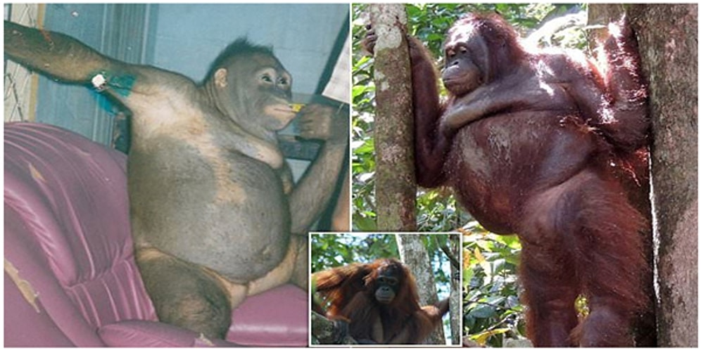 Endonezya'daki Bir Genelevde Çalıştırılan Orangutanın Kurtarılış Hikayesi
