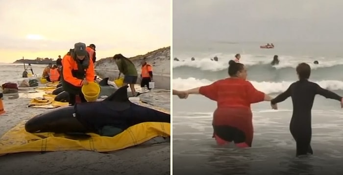 Karaya Vuran Balinaları Hayatta Tutan Güzel İnsanlar