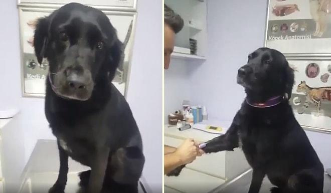 Kan Aldırırken Büründüğü Asil Duruşuyla Gözlerden Kalp Fışkırtan Köpek