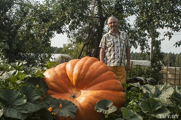 2. Эта тыква точно сгодится для Золушки...