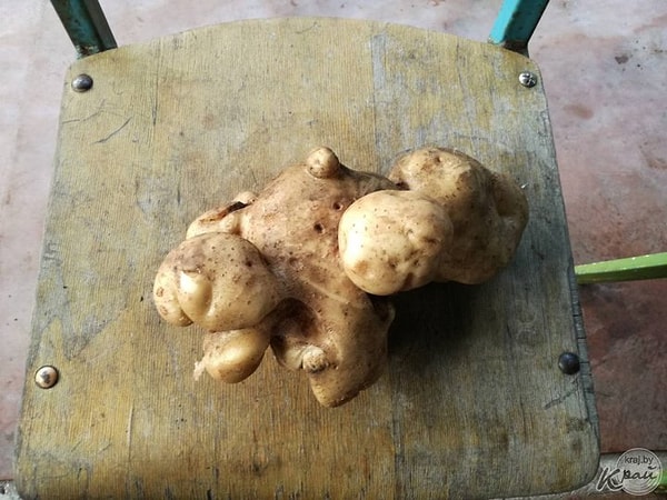 4. Картошка-мутант?