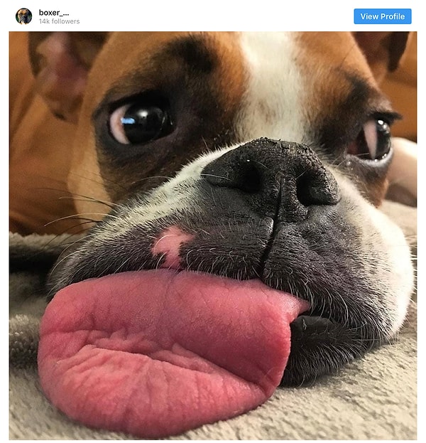 20. Боксер - 6.9 млн постов