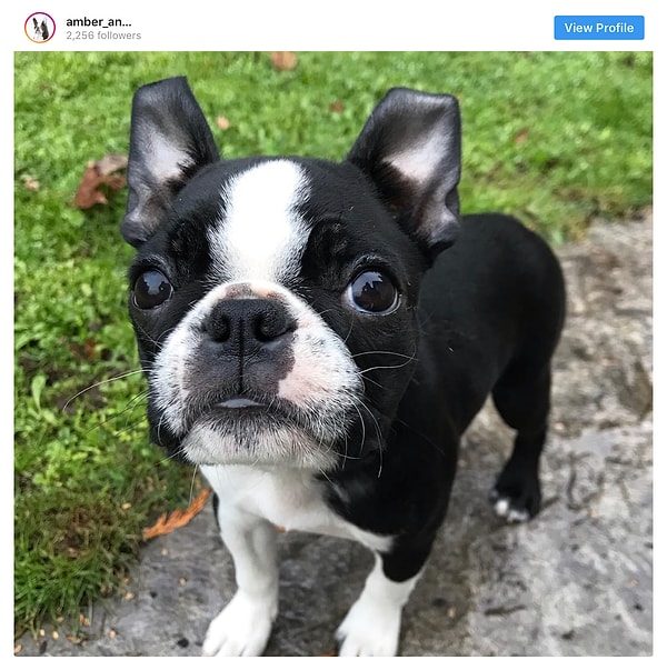 17. Бостон-терьер - 9.5 млн постов