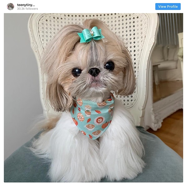 14. Ши-тцу - 11.5 млн постов