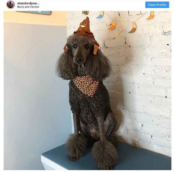 11. Королевский пудель - 13.2 млн постов