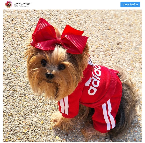 10. Йоркширский терьер - 14.8 млн постов