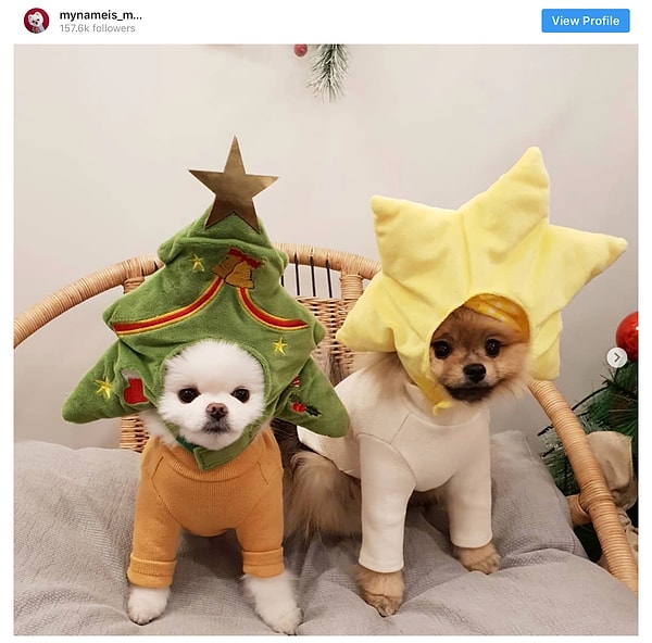 9. Померанский шпиц - 15.5 млн постов