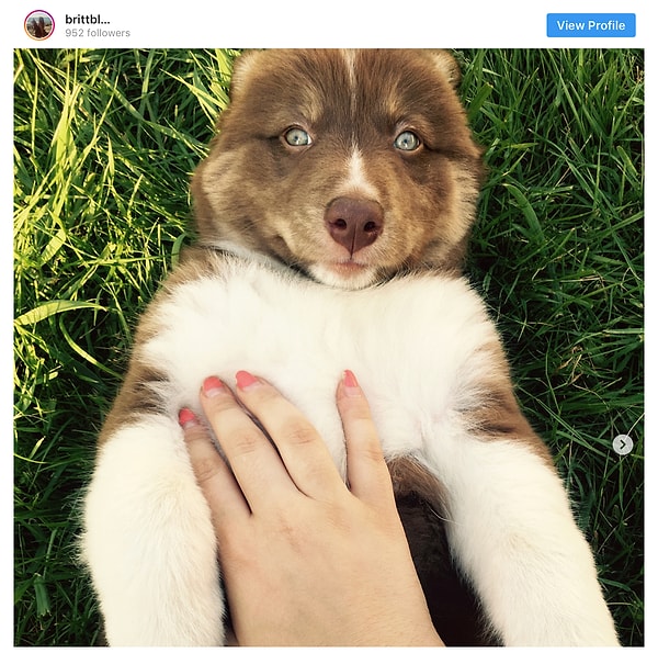 7. Сибирский хаски - 17.8 млн постов