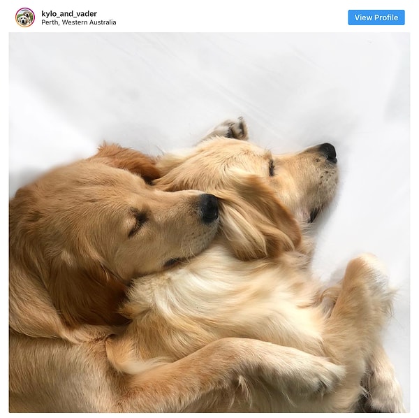 6. Голден-ретривер - 18.6 млн постов