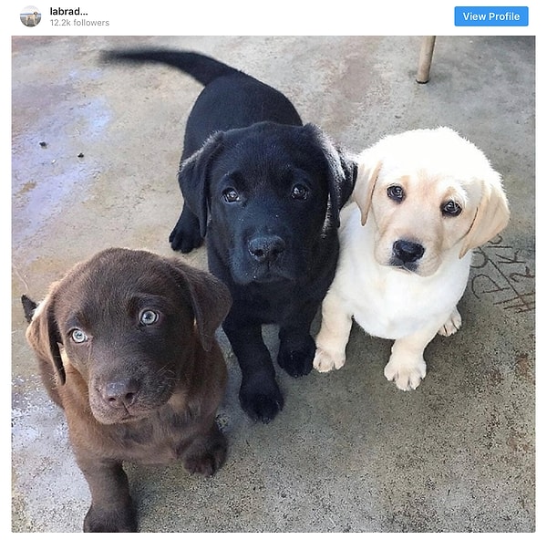 5. Лабрадор-ретривер - 19.1 млн постов