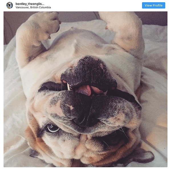 4. Английский бульдог - 24.6 млн постов