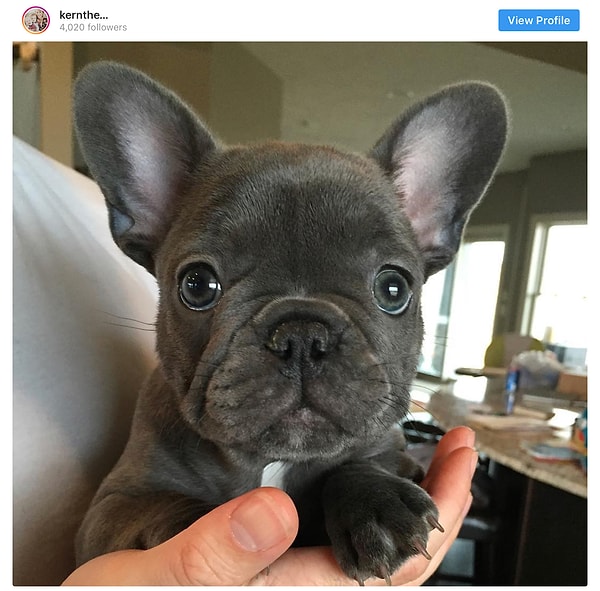 1. Победитель: Французский бульдог - 39.2 млн постов!