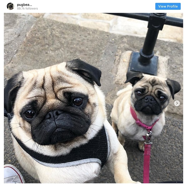 2. Мопс - 29.3 млн постов