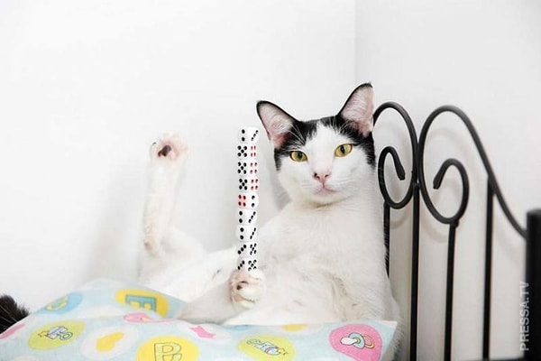 13. Кошка из Малайзии