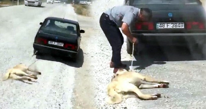 Köpeğini Arabasının Arkasına Bağlayıp Sürüklemişti: Altı Ay Barınakta Çalışma Cezası