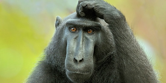 Тест: Где здесь не нужна буква "т"?