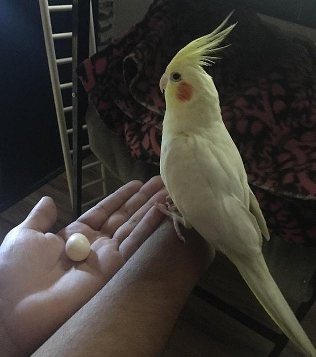 23. "My bird Enzo who we thought was a boy just laid an egg this morning.’’