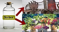 Hem Doğal Hem Ekonomik! Sirkenin Bitkiler Üzerindeki 14 Mucizevi Etkisi