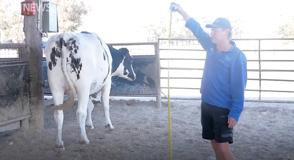 4. Выдающаяся корова живет в далекой Австралии и уже вымахала до 180 см!