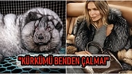 "Kürkler Hayvanlara Aittir İnsanlara Değil!" Hayvan Hakları Savunucuları Sayesinde Dev Markalar Kürk Kullanımını Durdurdu!