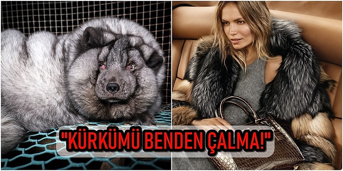 "Kürkler Hayvanlara Aittir İnsanlara Değil!" Hayvan Hakları Savunucuları Sayesinde Dev Markalar Kürk Kullanımını Durdurdu!