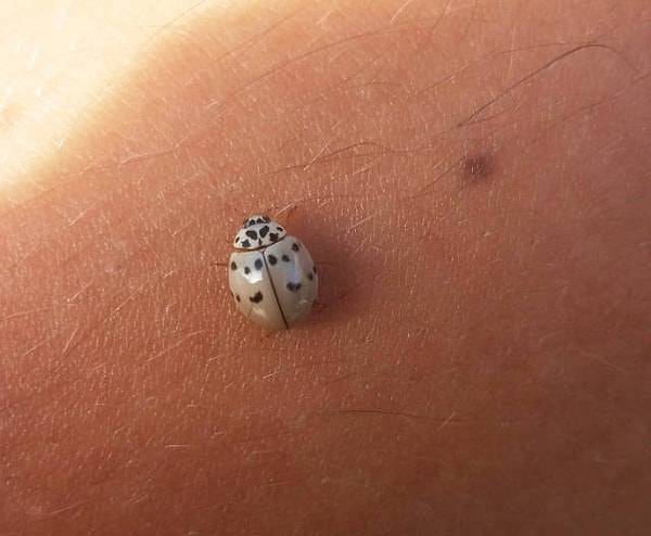 6. Божья коровка