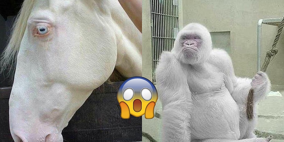 14 примеров альбинизма у животных, которые которые не на шутку вас удивят