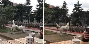 'Şehitler Ölmez Vatan Bölünmez' Sözleriyle Yeri Göğü İnleten Mehmetçik'e Eşlik Eden Köpek