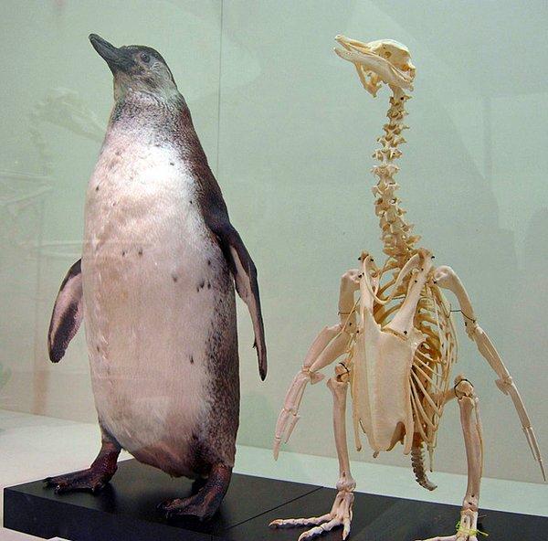 2. Peki penguenlerin dizlerinin olduğunu ve boyunlarının bu kadar uzun olduğunu?