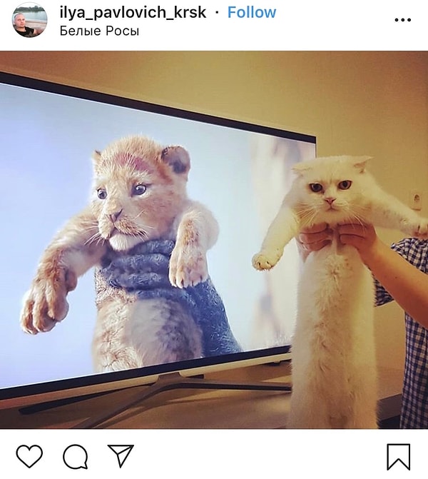 11. Хватайте свою котейку и включайтесь в процесс!