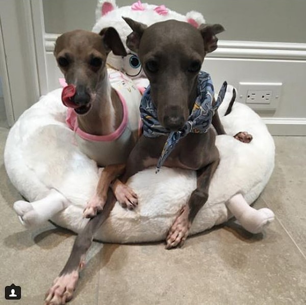 7. Кому из семейства Кардашьян-Дженнер принадлежат эти два товарища?